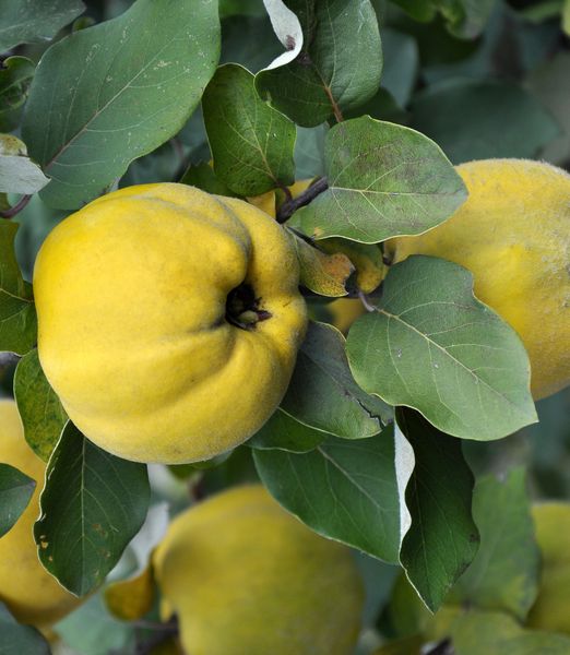 Cydonia oblonga 'Leskovacka' 